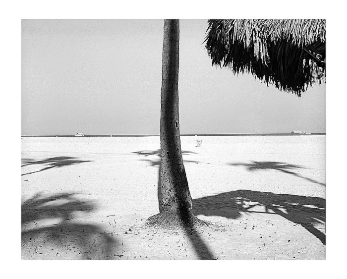 Tree & Shadow.jpg